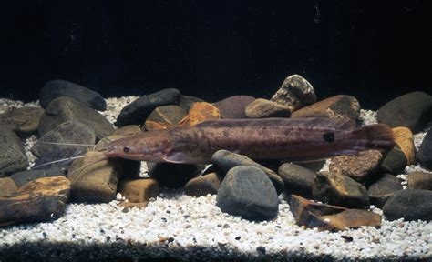 Klárius panafrický (Clarias gariepinus)