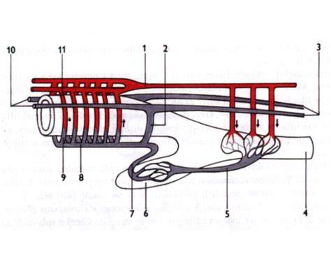 Infografika: Cievny systém a mechanizmy tvorby trombu