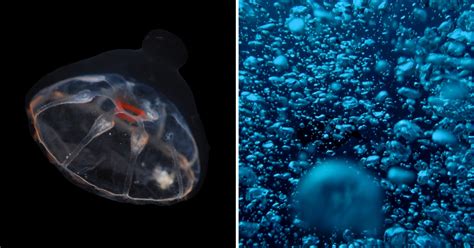 Mesačník plávajúci v hlbokom oceáne