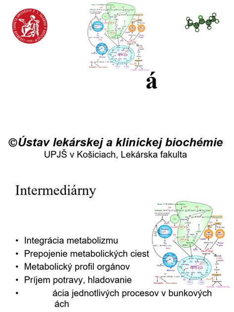 Infografika: Rozloženie aktívnych látok v typických hubách a ich metabolizmus