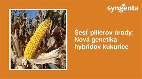 Infografika: Porovnanie typov cukrovej kukurice: SU, SE, SH2 a SYN
