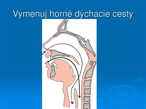 Schéma účinkov sirupu na dýchacie cesty