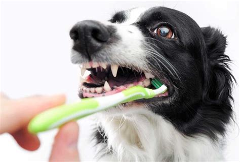 Hygiena psa