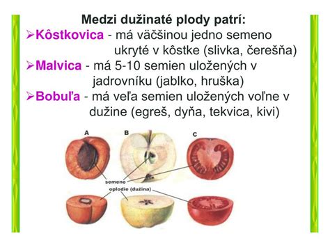 Infografika: Botanická klasifikácia uhorky siatej a rozdelenie plodov