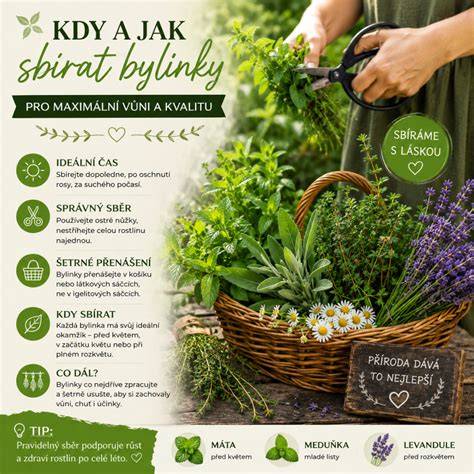 bylinky_krasa_zien_infografika