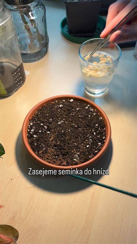 Infografika: Zloženie výsevného substrátu a postup sterilizácie