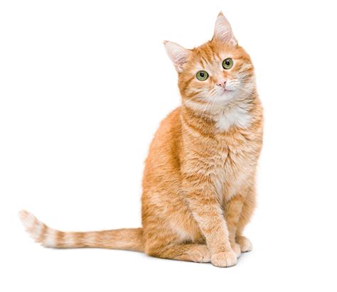 fotogalériaKapustnicaZdroj: iStockPhoto.com