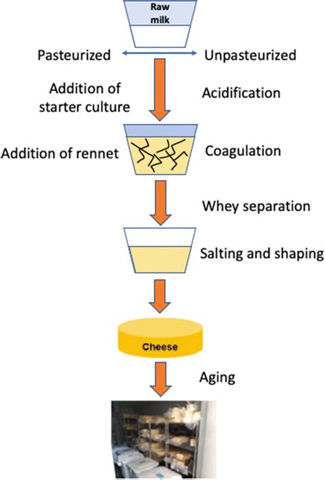diagram: Zloženie a typy cottage cheese