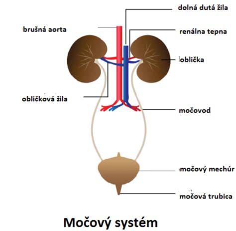 Infografika: Diuretické byliny a ich účinky na močový systém
