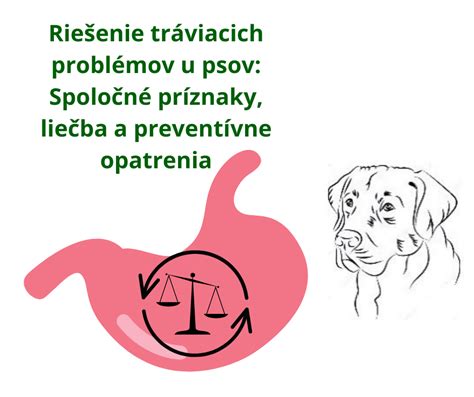 Infografika: Tráviaci systém psa a dopĺňanie sacharidov