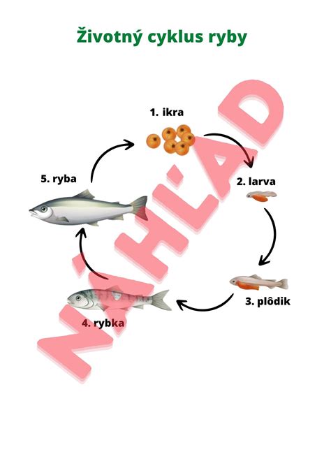 Infografika: Životný cyklus Japonskej sladkovodnej ryby (Ayu) a migračné trasy