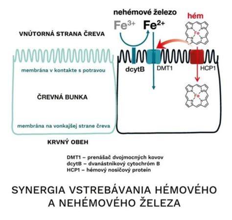 Infografika: Biologická dostupnosť hémového vs nehémového železa