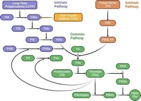Infografika_schematic_polyphosphates_use.png