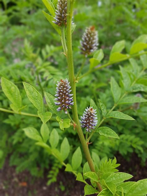 Obrázok: Sladké drievko (Glycyrrhiza glabra)