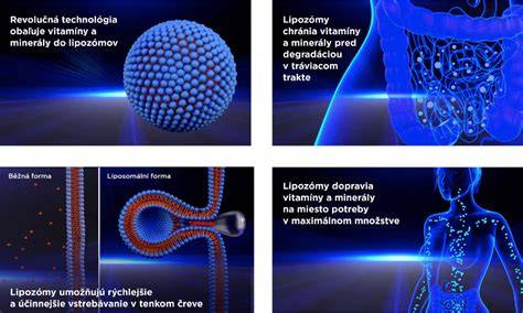 Infografika: Cesty probiotík v tráviacom trakte a ich pôsobenie