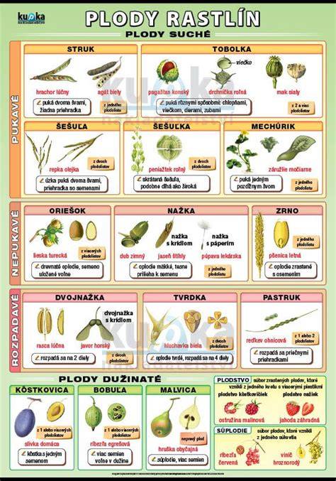 Infografika: Vzhľad pitahaye, druhy Hylocereus a typy plodov