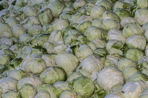 Proces nakladania kapusty v sudoch