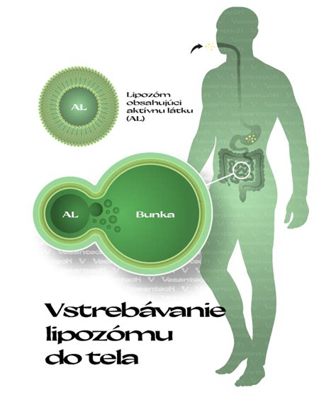 Ilustrácia rozšíreného vstrebávania vitamínov tukmi