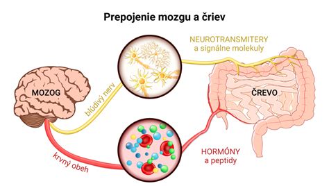 Ilustračná infografika: Prepojenie čriev, imunitného systému a mozgu pri nechutenstve