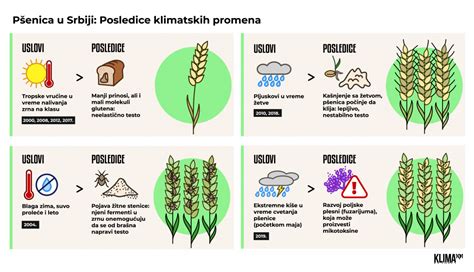 Proces mletia pšenice na krupicu