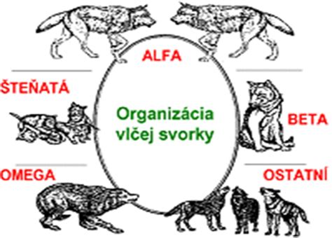 Hierarchia vlčej svorky - alfa pár v čele, beta a omega členovia, mláďatá v strede