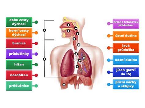 Infografika: Účinky materinej dúšky na dýchací systém a imunitu