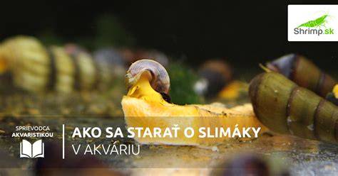 Graf: Rozdelenie úloh čističov v akváriu (ryby, krevety, slimáky)