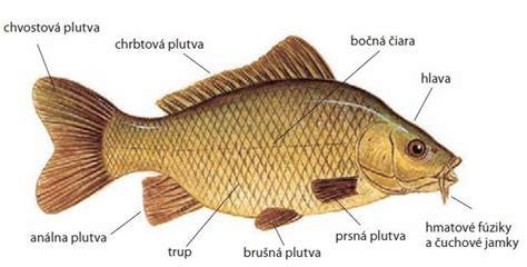 Infografika: Základné časti ryby (telo, plutvy, hlava, chvost, šupiny)