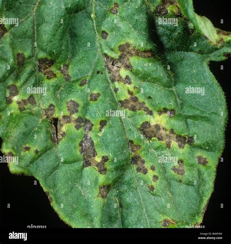Baktéria Xanthomonas campestris