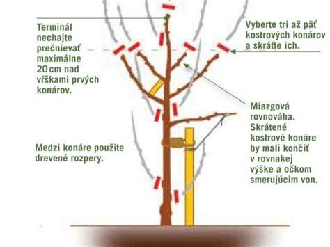Infografika: Ako správne rezať a intenzitu rezu prispôsobiť veku stromu