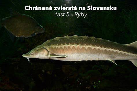 Infografika znázorňujúca rozloženie druhov „bielej ryby“ na Slovensku
