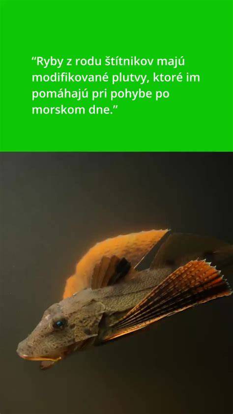 Infografika: Základný tvar ryby a typické plutvy