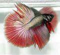 Grafické porovnanie typov plutiev Betta splendens