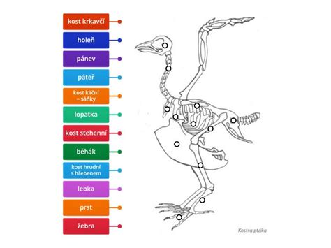 Ilustrácia šťuky s popisom jej anatomických častí