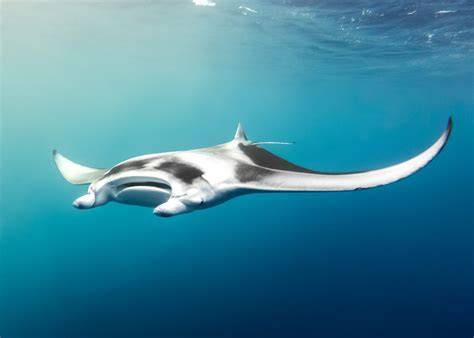 Obrázok: Manta birostris s rozpätím plôch až 7 m