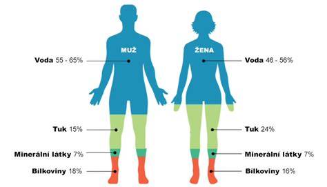 Infografika o funkcii vápnika v ľudskom tele a jeho distribúcii v kostiach.