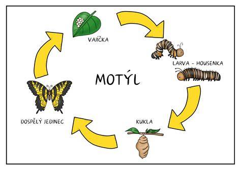 Infografika: Životný cyklus proteínového chleba od pečenia po skladovanie