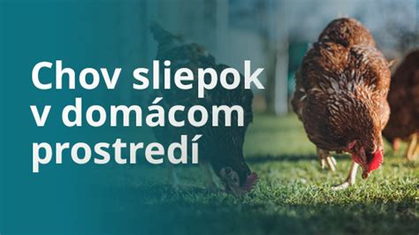 Ilustrácia sliepok v zimnom prostredí
