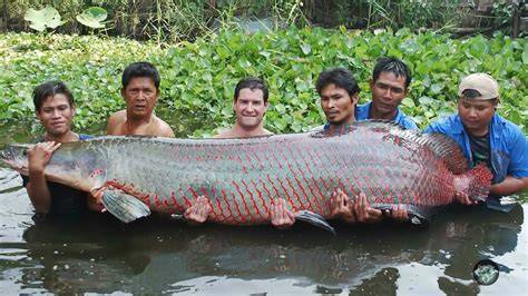 Arapaima gigas - vysoký krásavec amazonských vôd, vyznačujúci sa dlhým telom a výraznou šupinovosťou